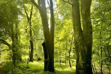 Irish Summer Forest Native Deciduous